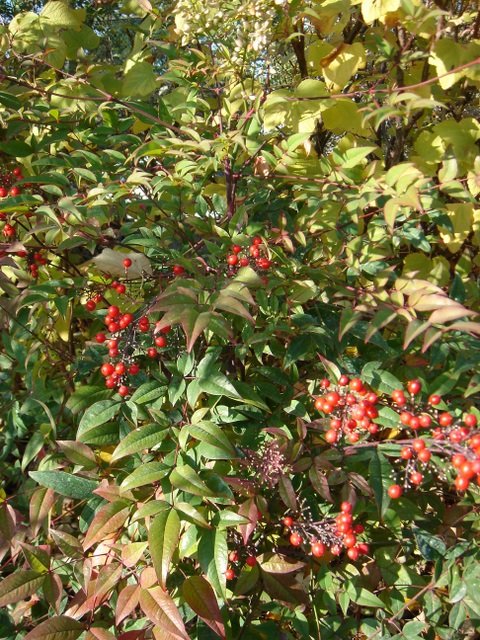 Nandina domestica P3 P14